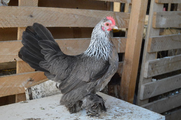 argintiu - b Mii de flori argintiu