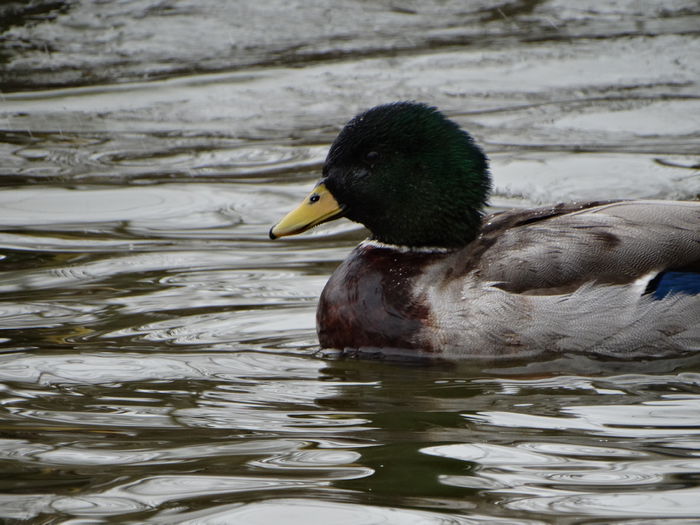 DSC05587 - Rate pitice