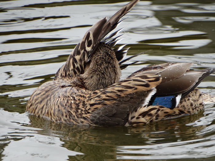 DSC05593 - Rate pitice