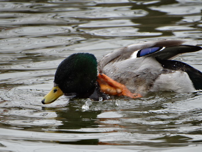 DSC05597 - Rate pitice