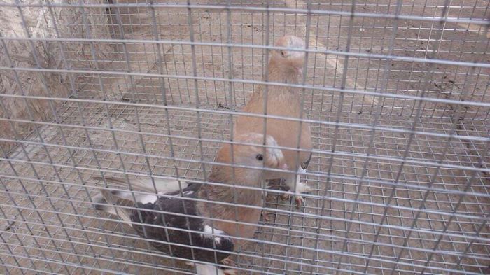 11016623_1605631309667540_2117678859_n