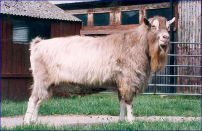 Toggenburg-I- - TOGGENBURG -britanic