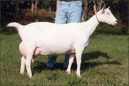 Togg 5--9,9 Kg; Togg.4  9,9 Kg lapte
