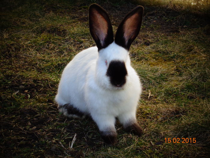 Transylvanian Giant Rabbit Female