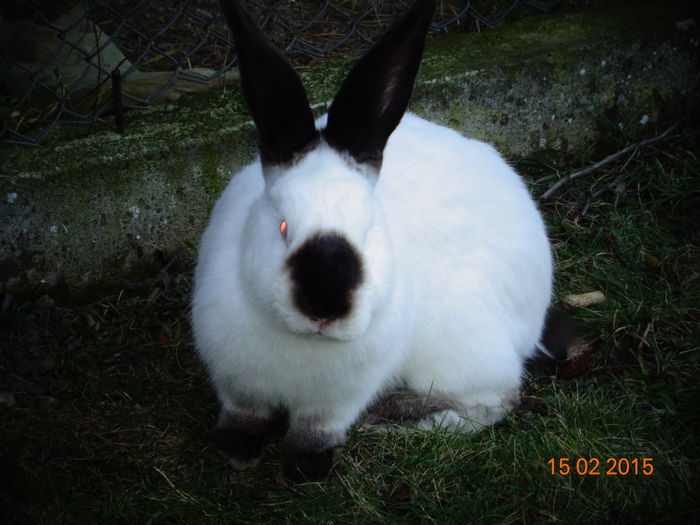 Transylvanian Giant Rabbit Female - 2015 - Femele Urias de Transilvania