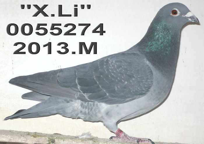 14.0055274.M.X.Li -rup aripa