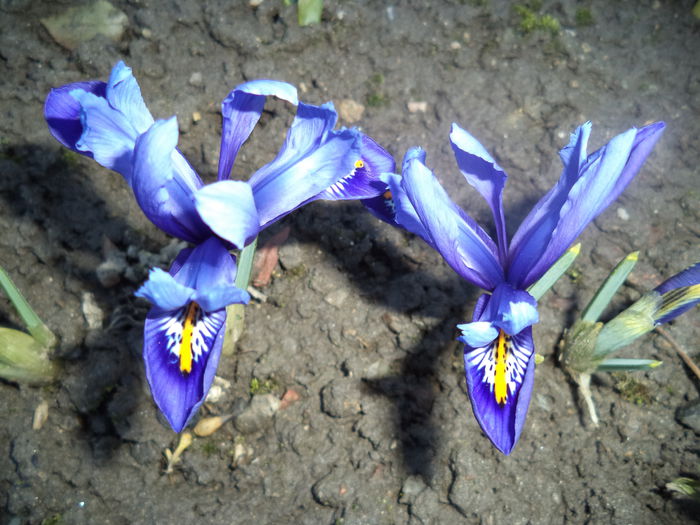 iris reticulata - 2015 Flori in  gradina