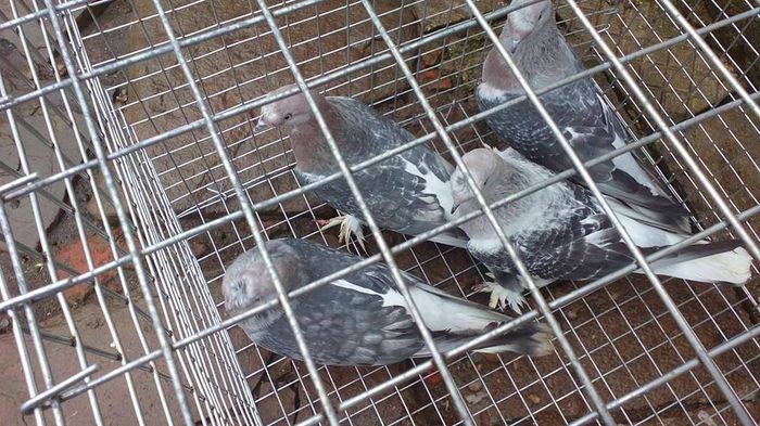 10492565_764350820347636_7392739744795151404_n