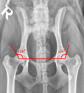 foto displazie examen 1 - Scientific report of the Surgery Department from the Veterinary Medicine University