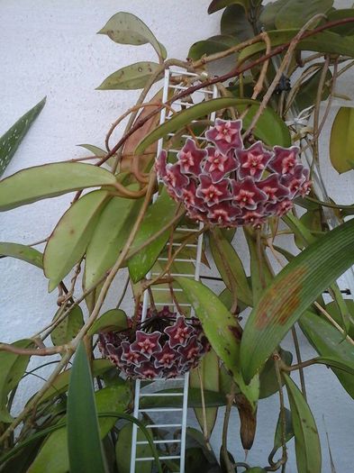 hoya Pubicalyx Silver Pink