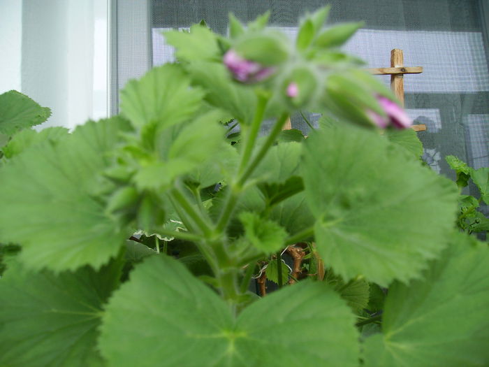 Pelargonium