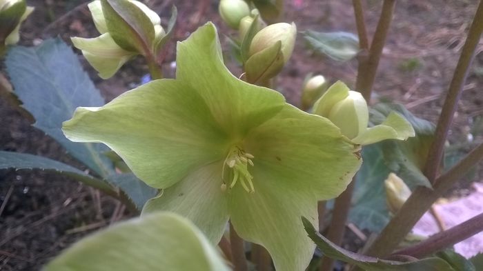 Helleborus - Flori verzi din gradina mea