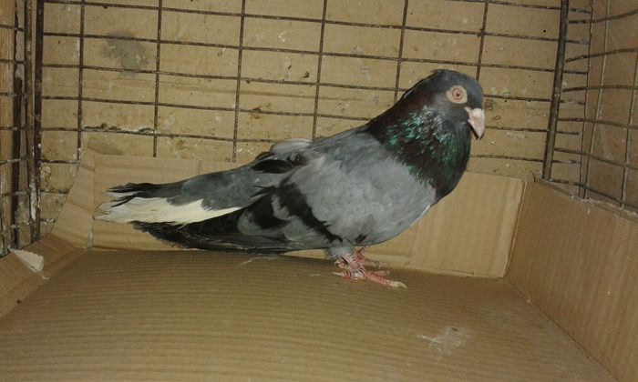 20150309 mascul per2