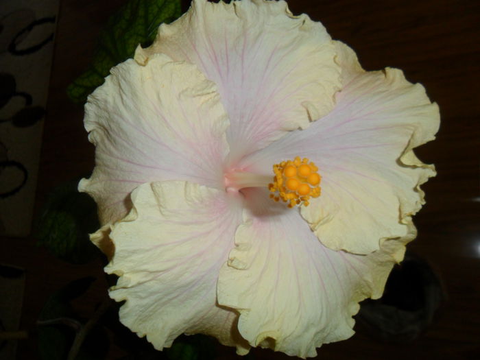 SAM_3185 - hibiscusi2015-1