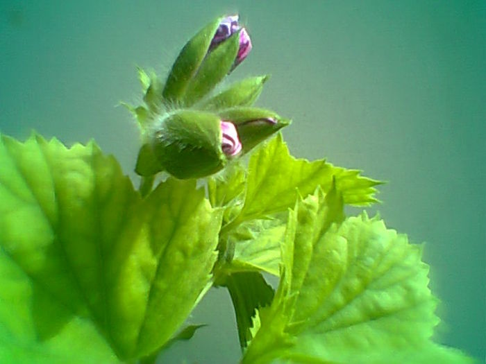 Pelargonium