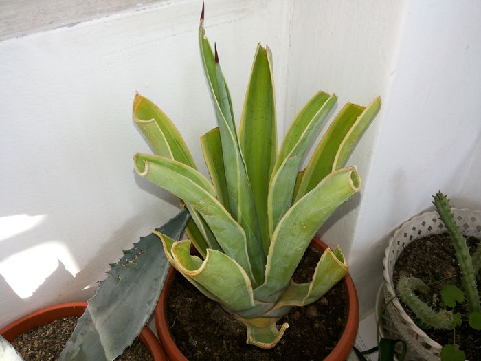 10 Agave desmettiana variegata - Agave - 2015