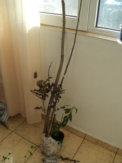 Hapy; -salvia sclarea roz
-salvia sclarea alba
-clerodendron bungei
-mahonia aquifolium50cm
-Catalpa bungei
-salcam roz
-plumbago bleo

