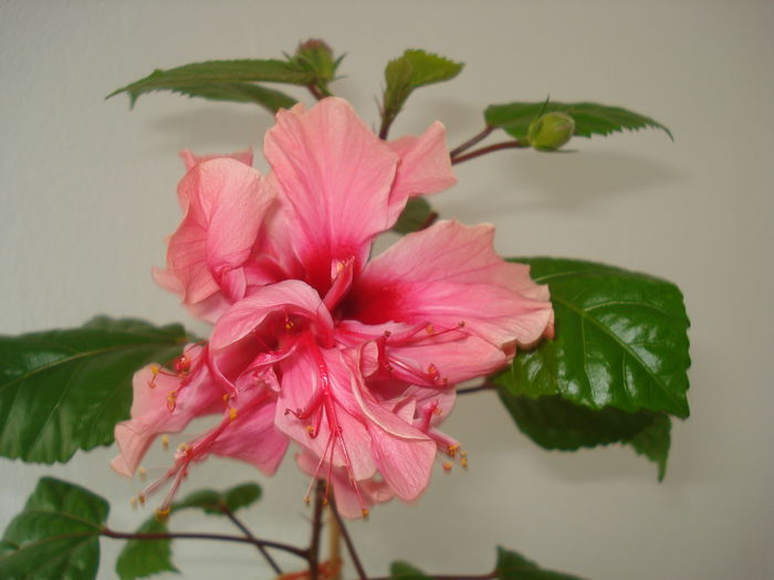DSC09939 - Hibiscus Kona