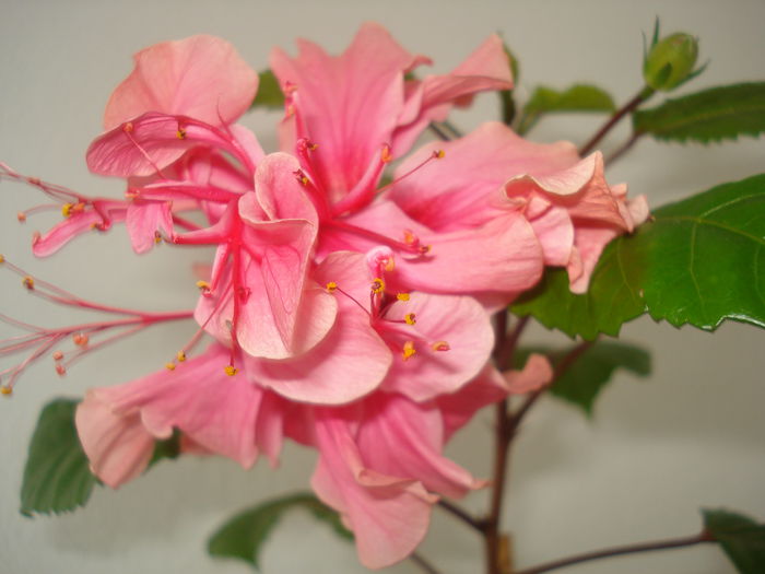 DSC09946 - Hibiscus Kona