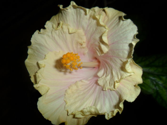 SAM_3157 - zz-hibiscusi din seminte