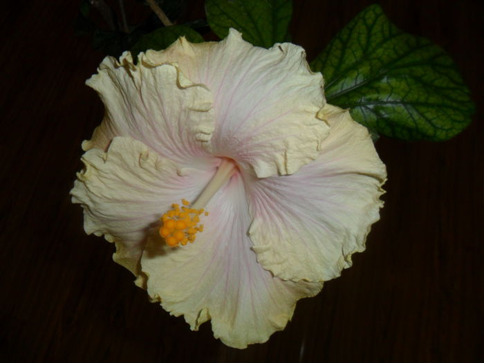 SAM_3179 - moorea gray crepe