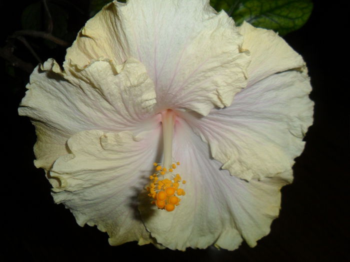 SAM_3205 - moorea gray crepe