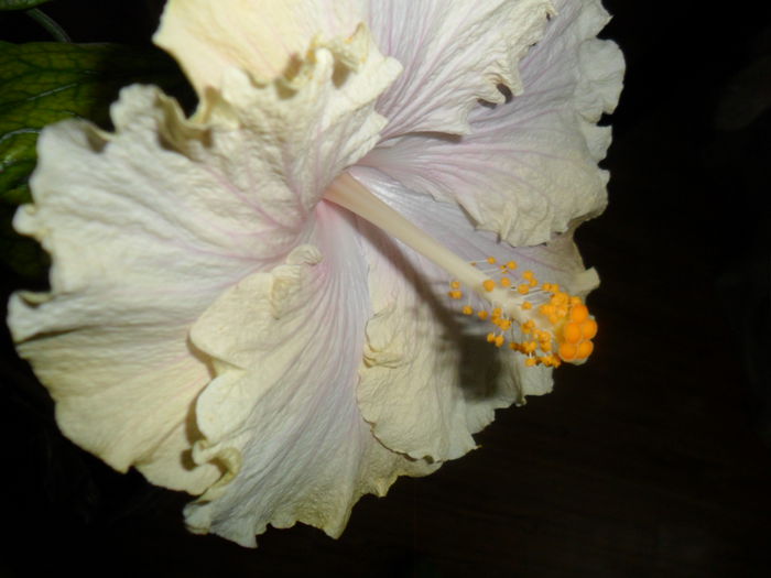 SAM_3212 - moorea gray crepe