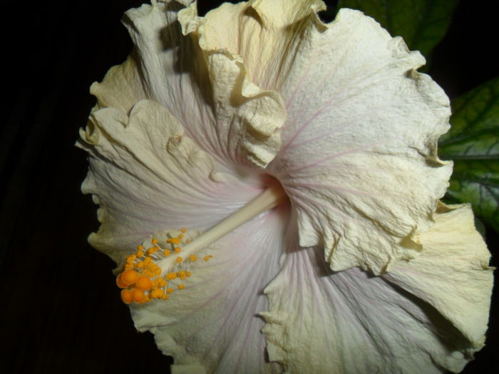 SAM_3213 - moorea gray crepe