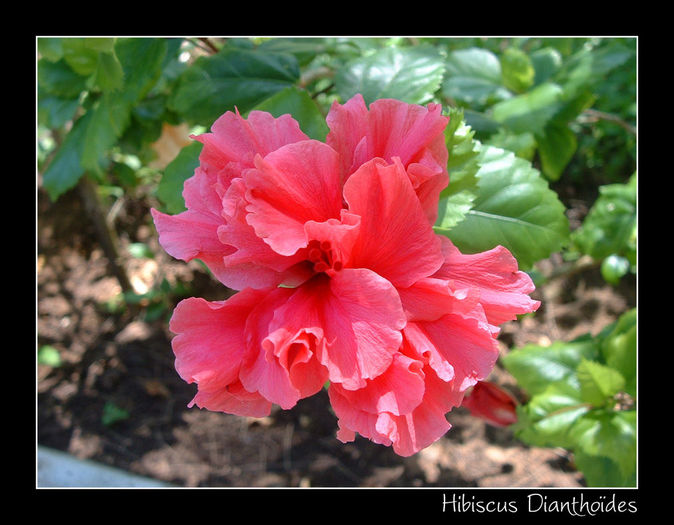 Hibiscus_Dianthoides_by_Eana - Hibi Dianthoides Pink