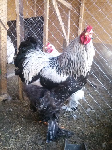 10 luni - GAINI  Brahma Herminat Inchis