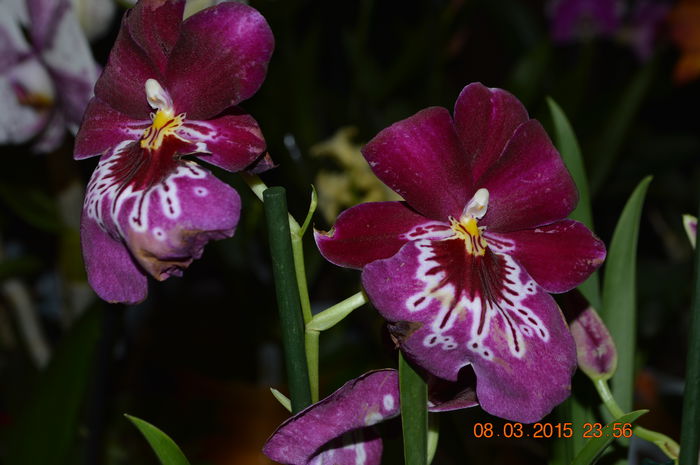 DSC_0030 - Miltonia