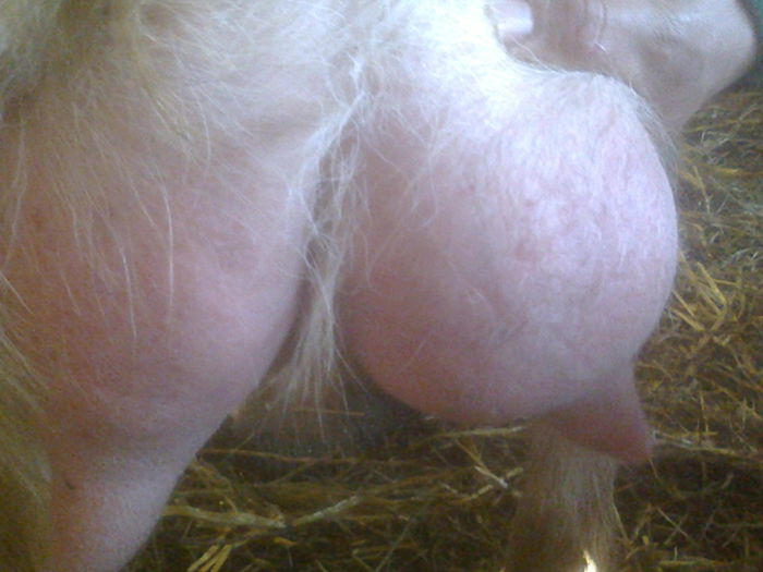 Fotografie0627 - Copy; Metis la f1 la aldoilea ied
