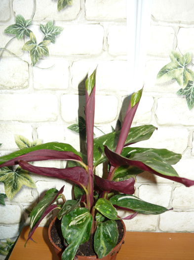 2 - Calathee mix de vanzare