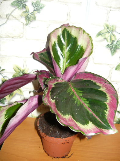 3 - Calathee mix de vanzare