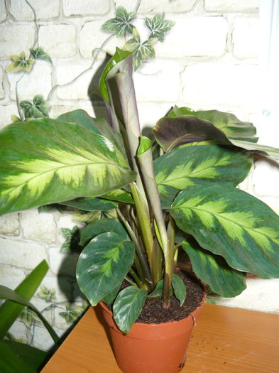 4 - Calathee mix de vanzare