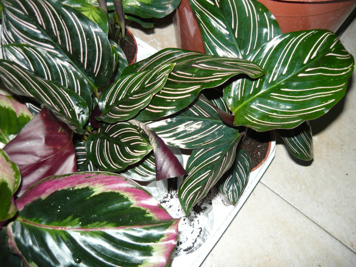 calathee de vanzare 25ron - Calathee mix de vanzare