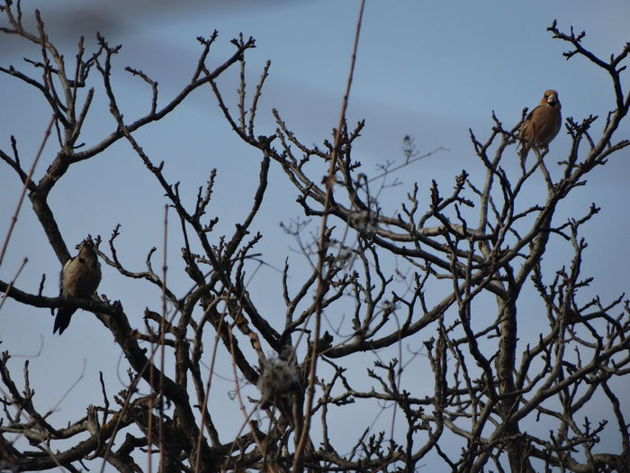 dar n-a speriat ciocanitoarea