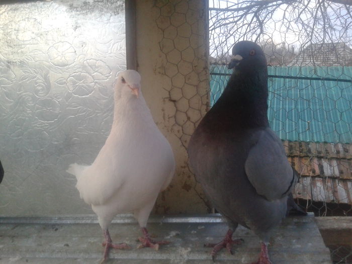 A. King - 90 RON VANDUTI