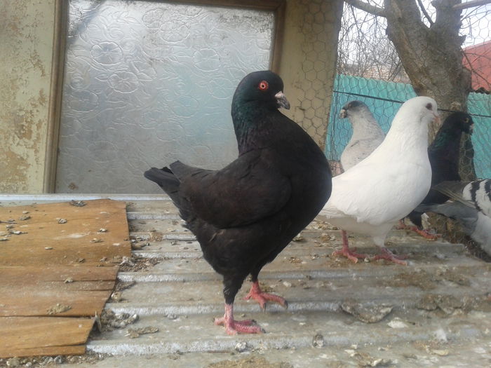 M KING 2013 - 50 RON VANDUTI