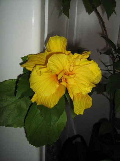 430864_513760915324198_691215450_n - HIBISCUS KOENIG