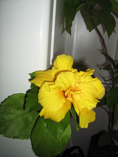 548637_513760791990877_363698348_n - HIBISCUS KOENIG