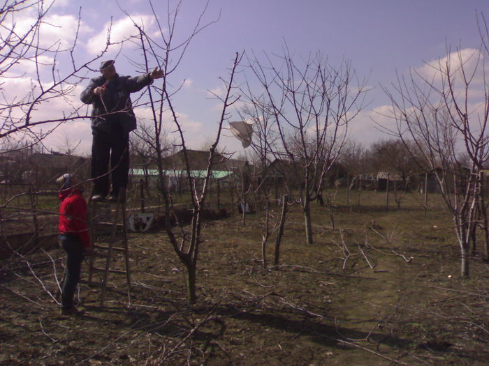 080320153397 - Lucrari Pomicultura