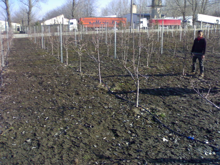 090320153418 - Lucrari Pomicultura
