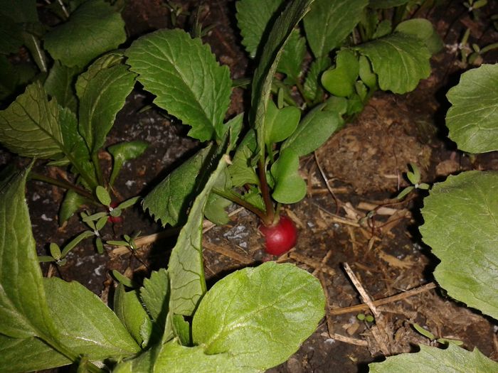 ridichea e aproape gata