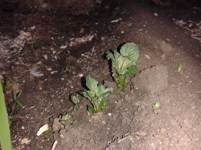 acu 2 s%u0103pt%u0103m