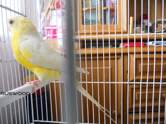 CANTATOR MASCUL 1 VANDUT