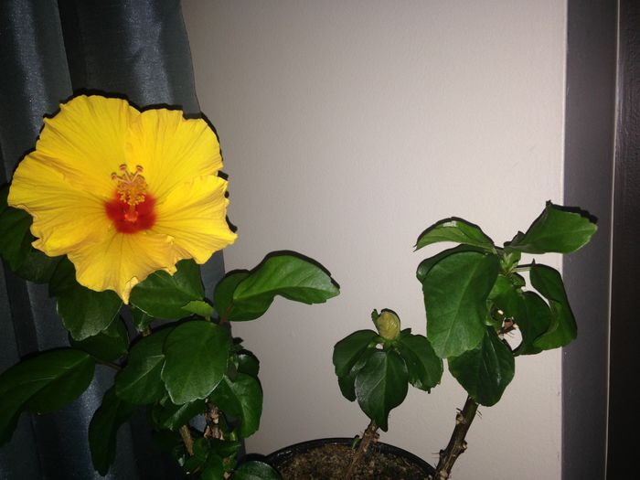 10 mar. 2015 - Hibiscus2015