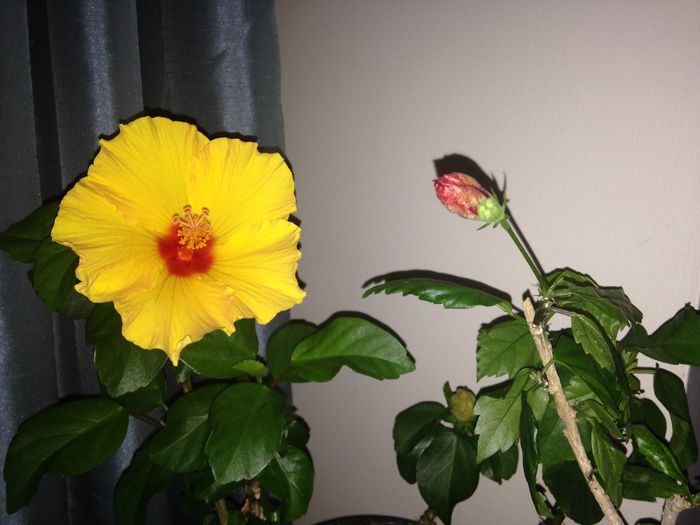 10 mar. 2015 - Hibiscus2015