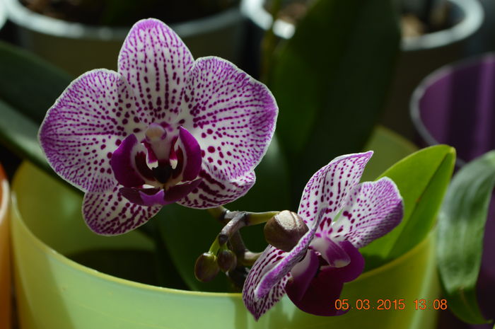 DSC_0012 - Phalaenopsis1