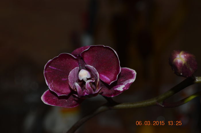 DSC_0023 - Phalaenopsis1